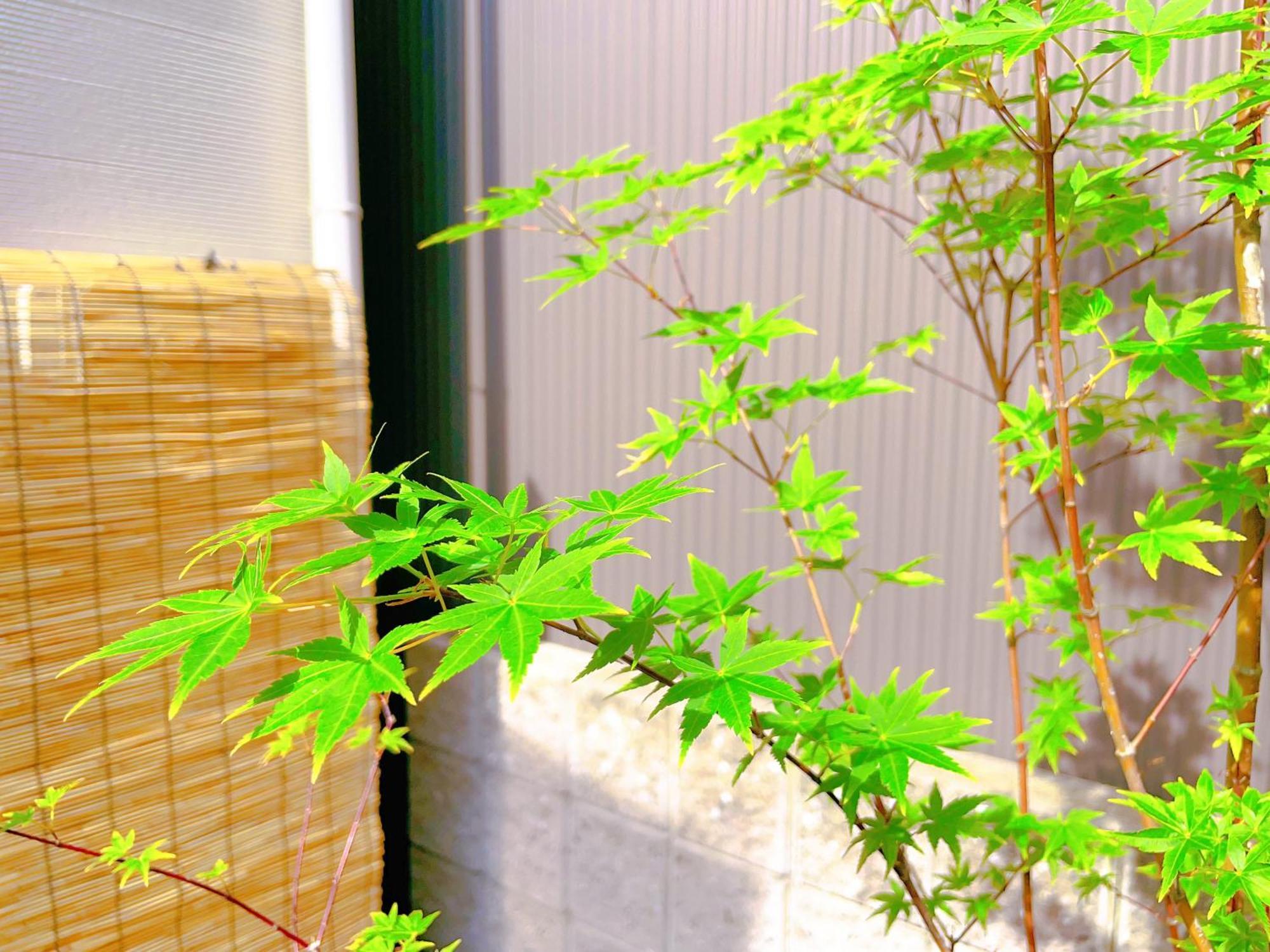 Suikakan Heianjingumae 酔花間 Kyoto Bagian luar foto